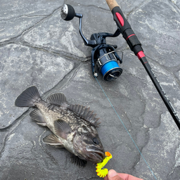 今日も釣り日和の釣果