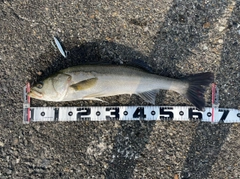 シーバスの釣果