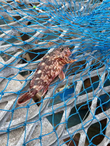 カサゴの釣果