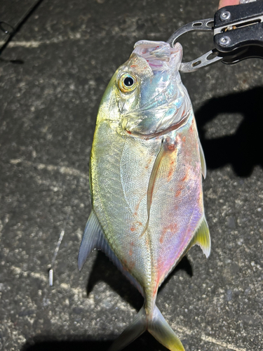 ロウニンアジの釣果