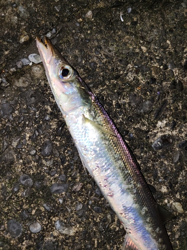 カマスの釣果