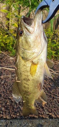 ラージマウスバスの釣果