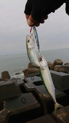 サバの釣果