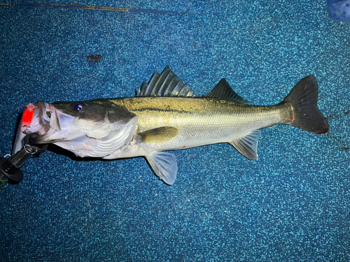 スズキの釣果