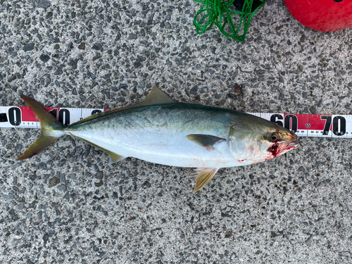 メジロの釣果