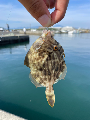 メッキの釣果