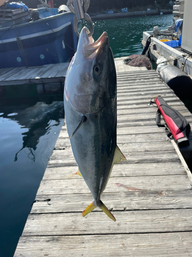 メジロの釣果