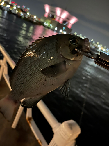 メジナの釣果