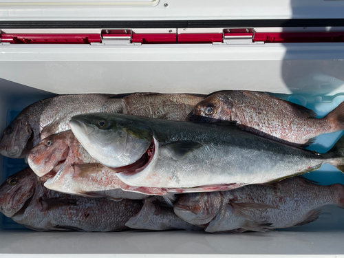 メジロの釣果