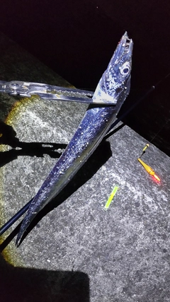 タチウオの釣果