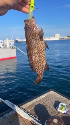 オオモンハタの釣果