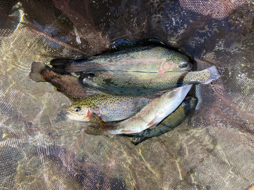 ニジマスの釣果