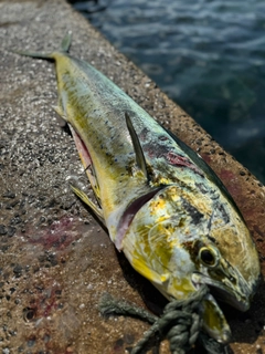 シイラの釣果