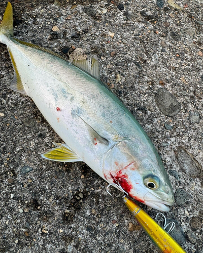 イナダの釣果