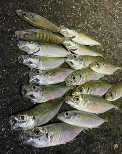 アジの釣果