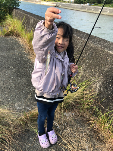 ハゼの釣果