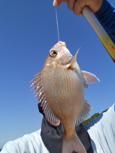 チャリコの釣果