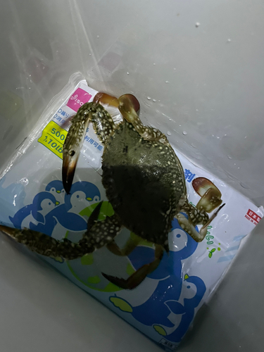 カニの釣果