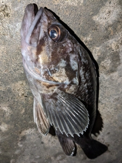 ソイの釣果