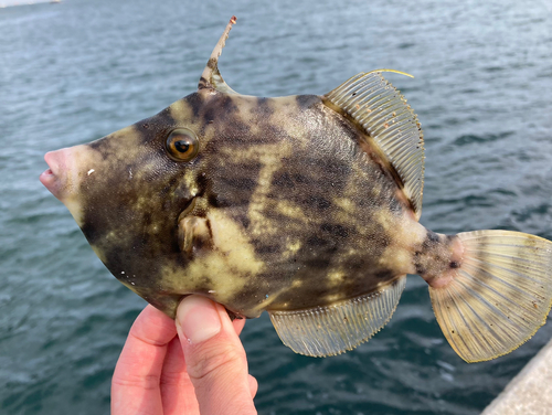 カワハギの釣果