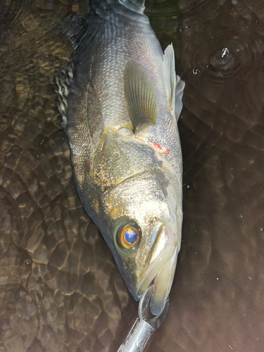 スズキの釣果