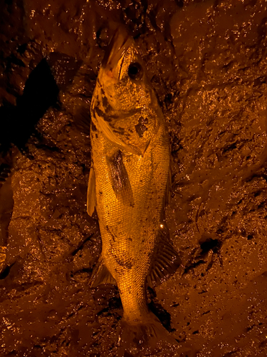 タイリクスズキの釣果