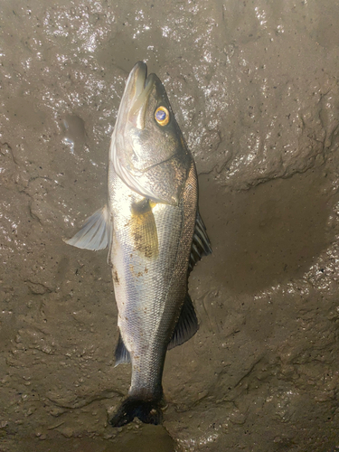 タイリクスズキの釣果