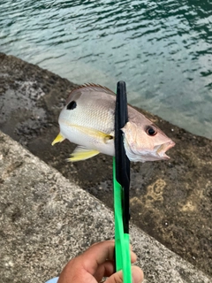 クロホシフエダイの釣果