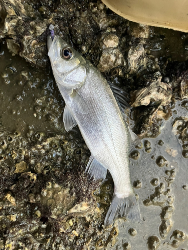 セイゴ（ヒラスズキ）の釣果