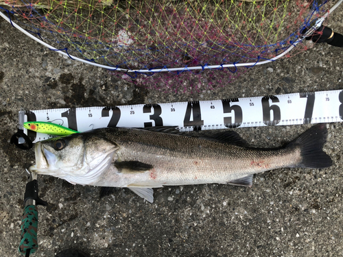 シーバスの釣果