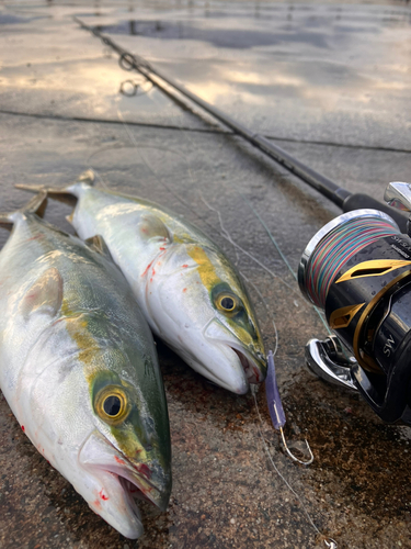 ツバイソの釣果