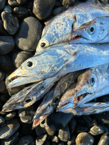 タチウオの釣果