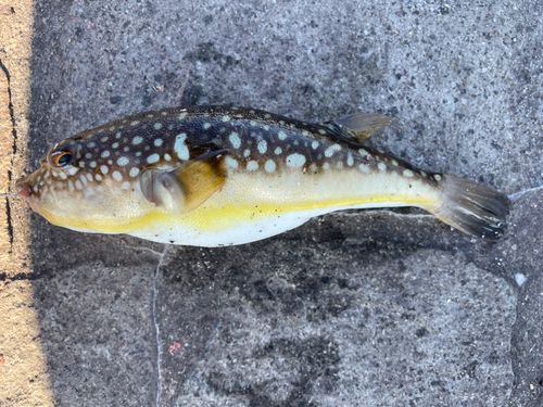 コモンフグの釣果