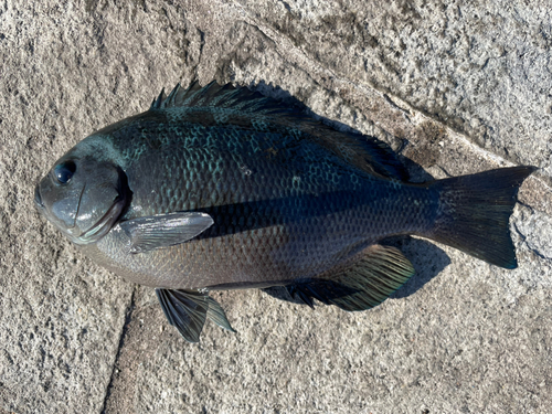 クチブトグレの釣果