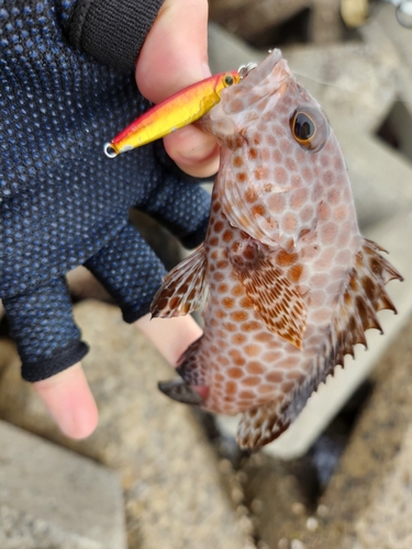 オオモンハタの釣果