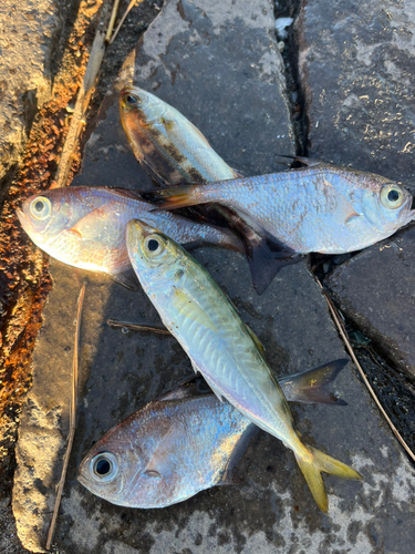 アジの釣果