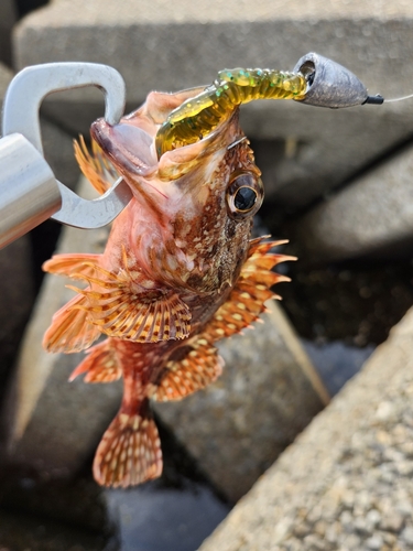 カサゴの釣果