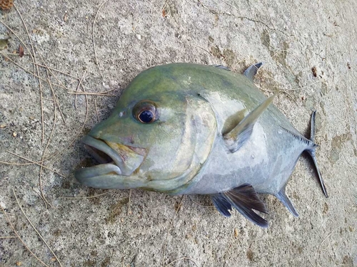 ロウニンアジの釣果