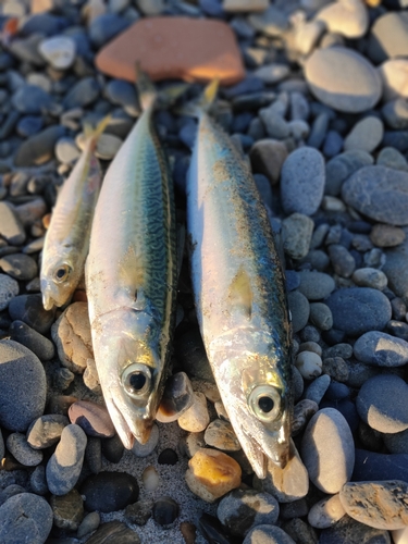 サバの釣果