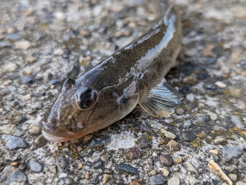 マハゼの釣果