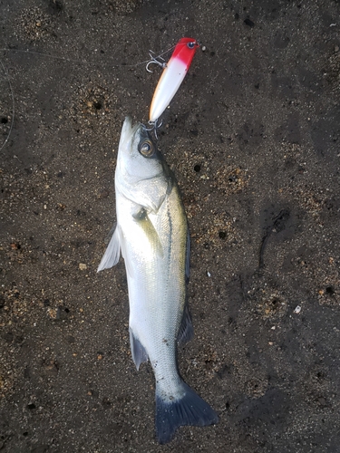 セイゴ（ヒラスズキ）の釣果