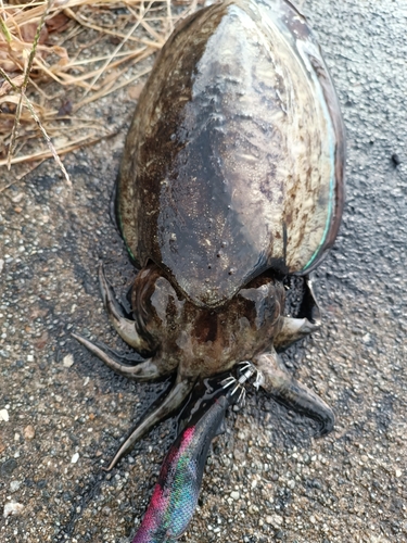 コウイカの釣果