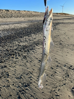 タチウオの釣果