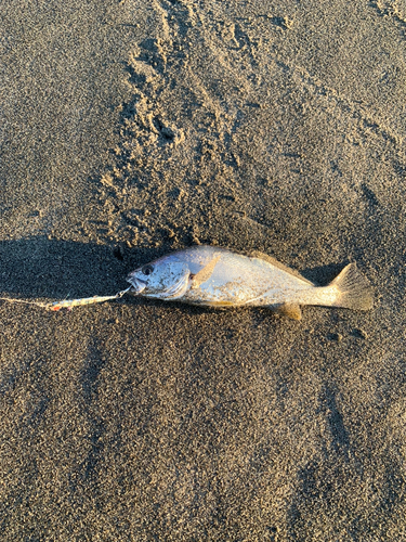 ニベの釣果