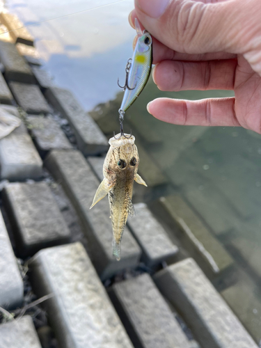 ハゼの釣果