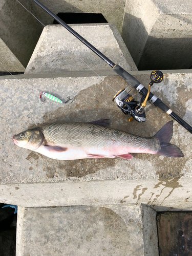 マルタウグイの釣果