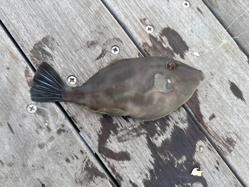 ウマヅラハギの釣果