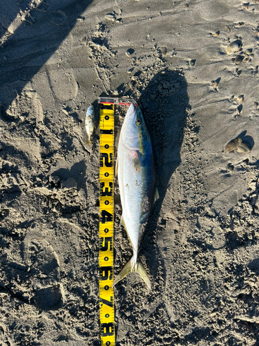 ワラサの釣果