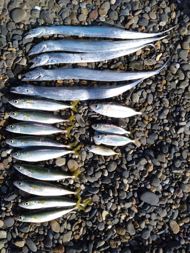 タチウオの釣果