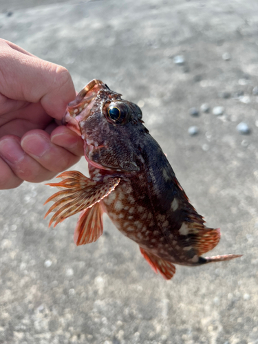 カサゴの釣果